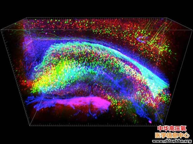 Nature：科学家首次获得完整透明的3D大脑