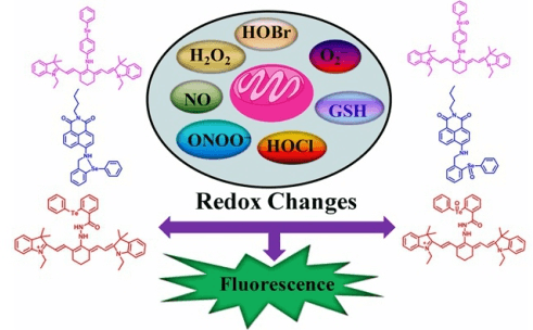 检测细胞内氧化还原变化研究获新进展