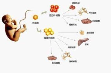 间充质干细胞分泌外染色体抑制缺氧性肺动脉高压