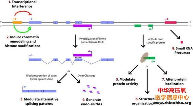 第二军医大Nature子刊发表lncRNA控制人胚胎干细胞自我更新的分子机制