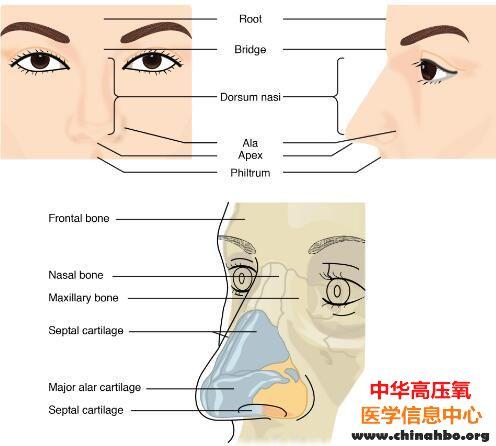 人类为何会流鼻血？如何有效应对？