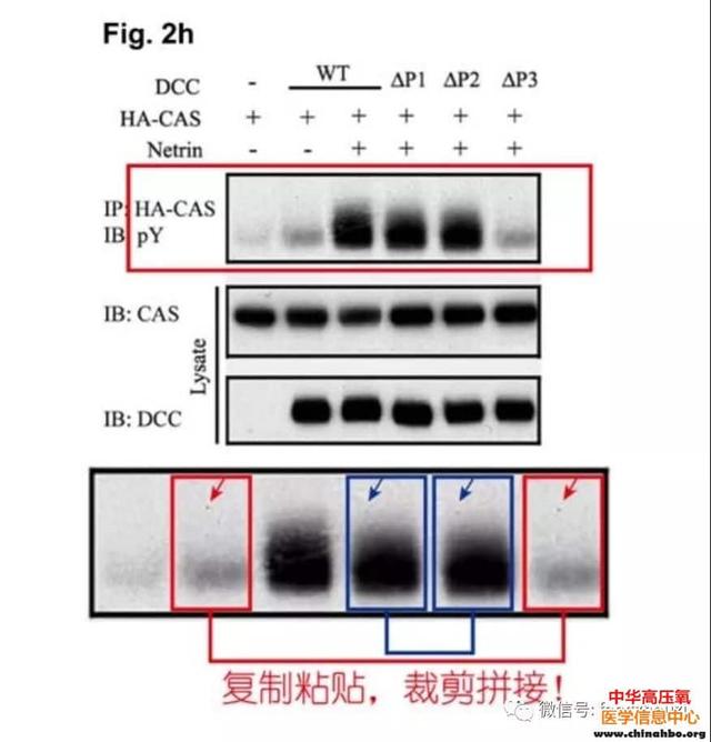 学术地震——关于饶毅、管坤良实验室联合发表的论文数据造假的分析