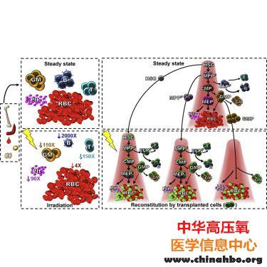 Stem Cell Rep：研究揭示红细胞和白细胞的来源