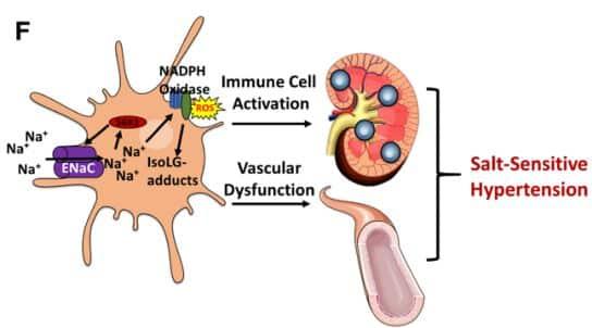 研究揭示盐为什么会导致血压升高
