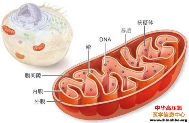 揭示线粒体自我功能修复新机制