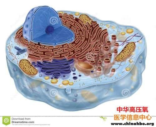 大含 “细” 入 同 “胞” 共气