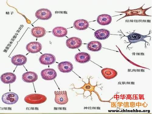 华人学者发现导致细胞衰老的基因，解答逆转谜题