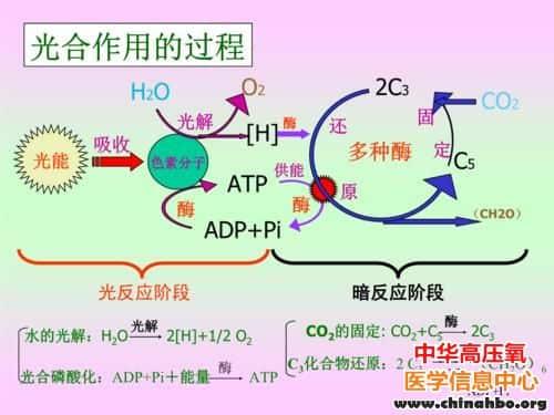 一个大胆的想法: 在病人脑子里进行光合作用