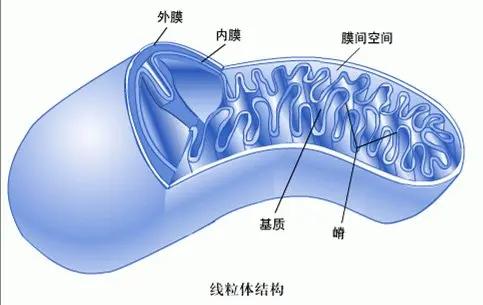 过量的葡萄糖降低了线粒体效率