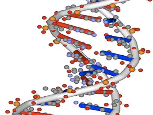 所谓的 “垃圾”DNA 是必不可少的，在物种形成中起着关键作用