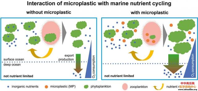 微塑料影响全球营养循环和海洋中的氧气水平