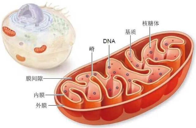 Science Signaling封面文章：线粒体利用活性氧修复损伤细胞