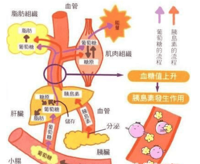 研究表明抗氧化剂能够延缓I型糖尿病的发生