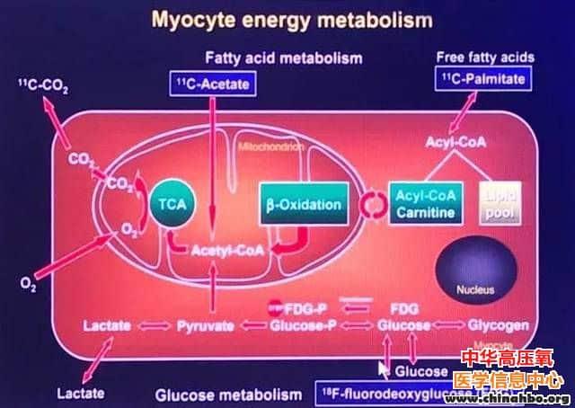 五年累积 Nature等多篇文章铺垫：低氧促心肌再生