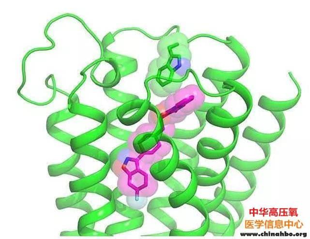 与血红蛋白不同，脑红蛋白主要责任不在输氧